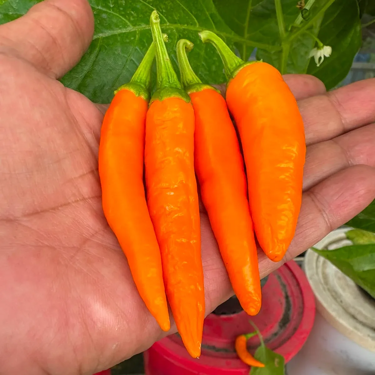 Bulgarian Carrot