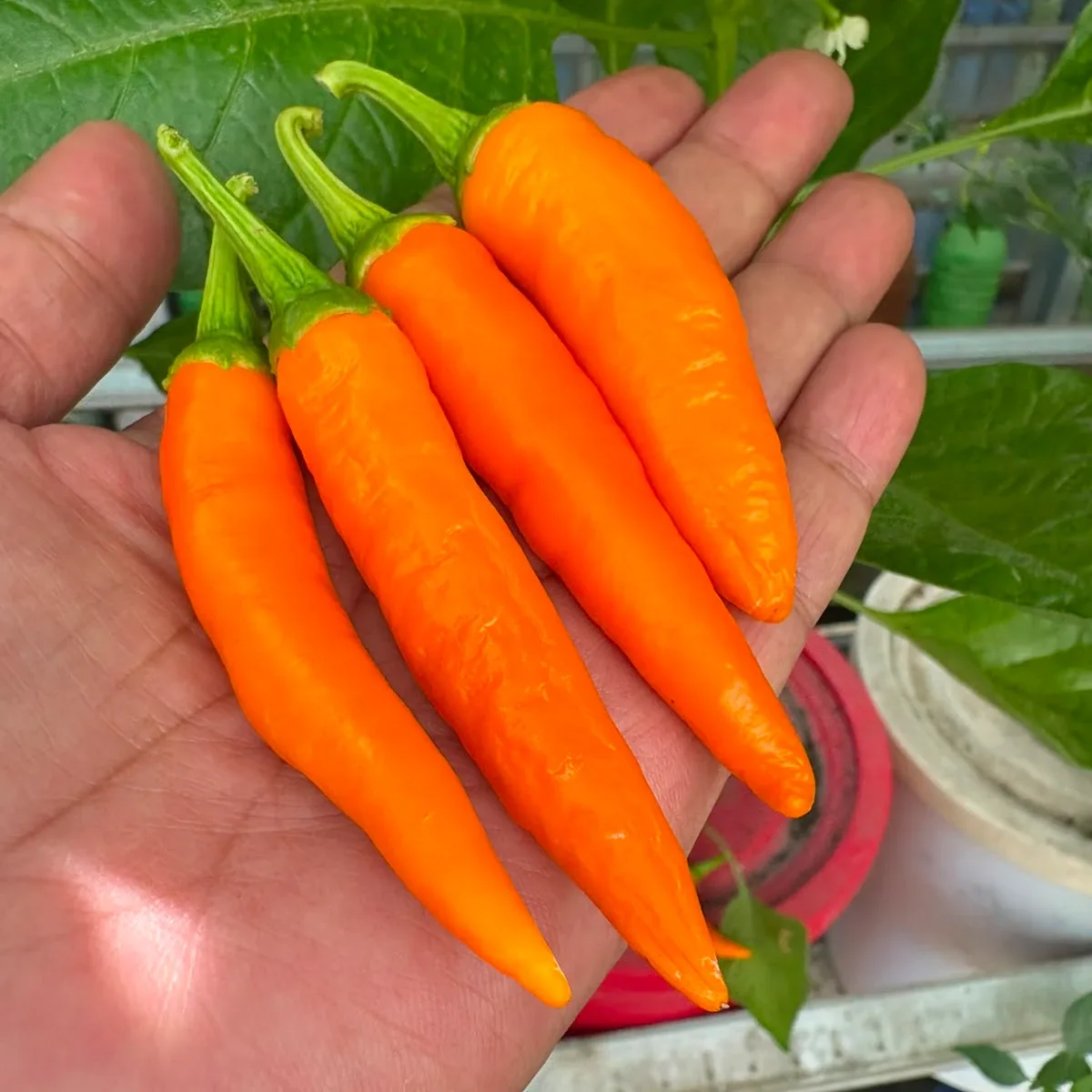 Bulgarian Carrot 2