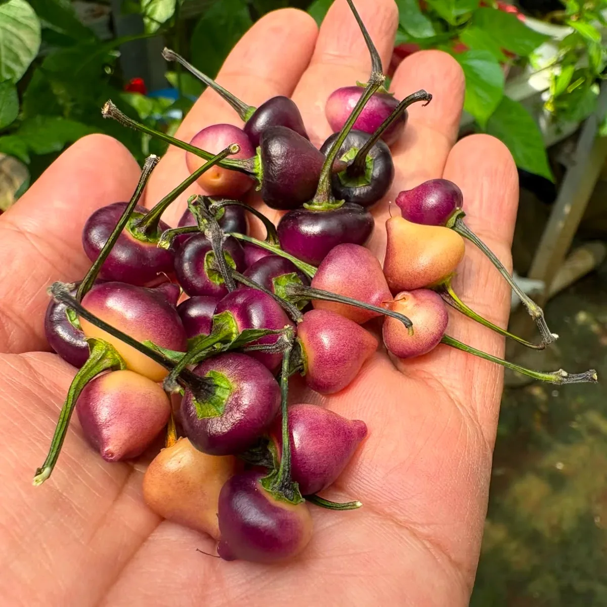 Chupetinho Black Peach